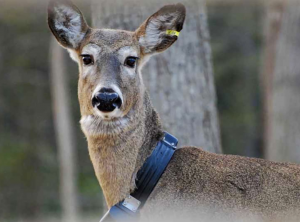 PG deer