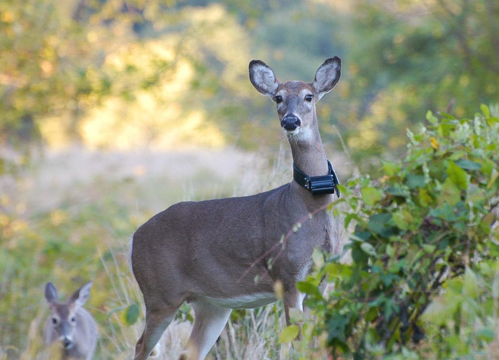 Doe with collar
