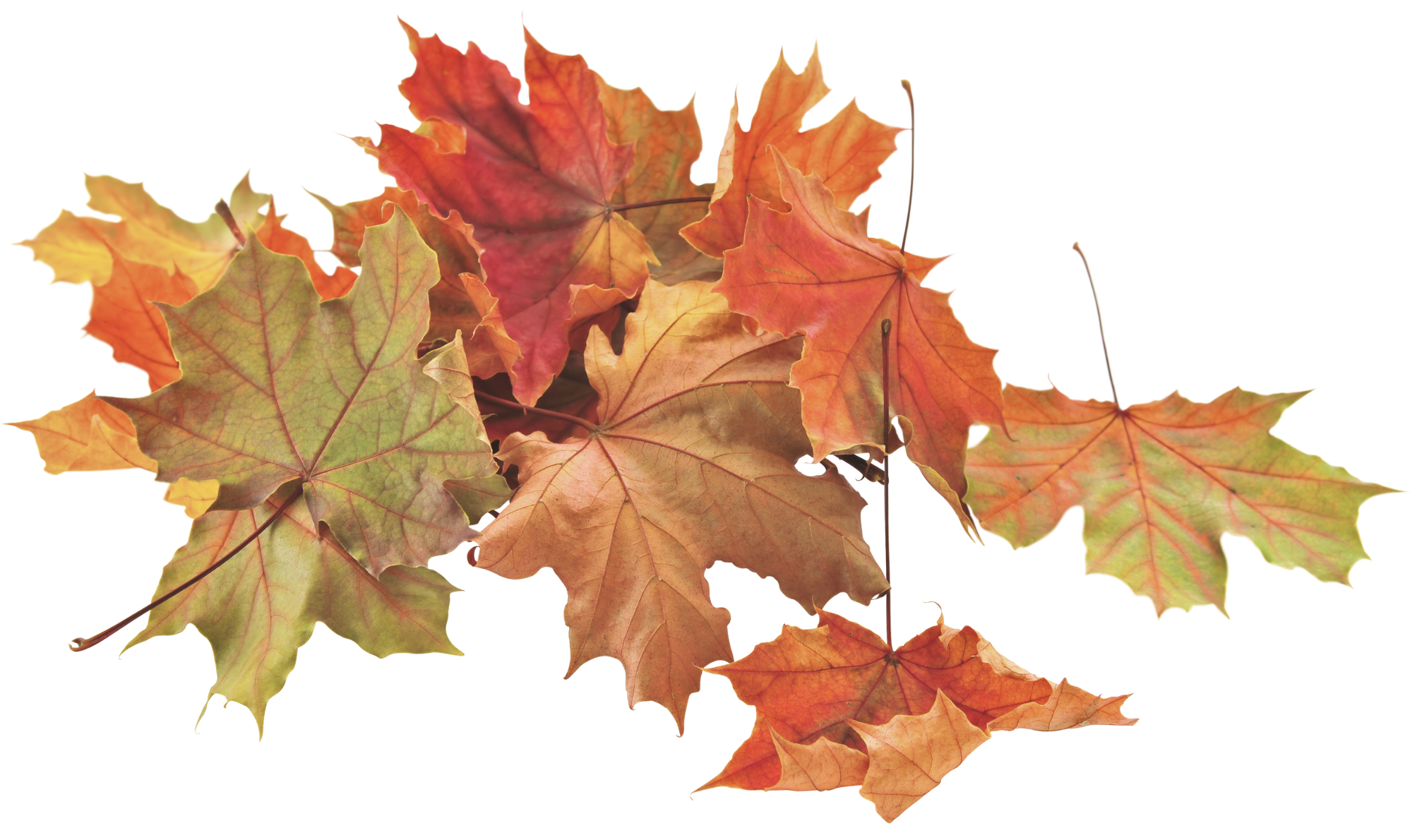 leaf graphic (1)